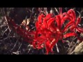 宇多田ヒカル Utada Hikaru   桜流し Sakura Nagashi FULL VER