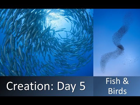 Creation: Day 5 - Fish and Birds