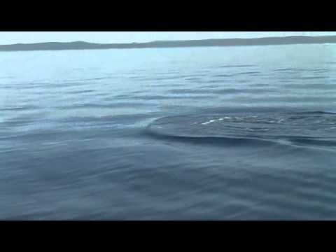 Dolfijnen Zadar 2010