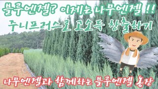 [저렴한 나무로 고소득 창출하기] 블루엔젤 농장에 천사가 찾아왔습니다/ Daelim Nursery/ 문그로우…