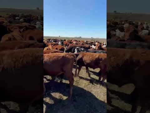 La Criolla, Santa Fe - 300 novillitos