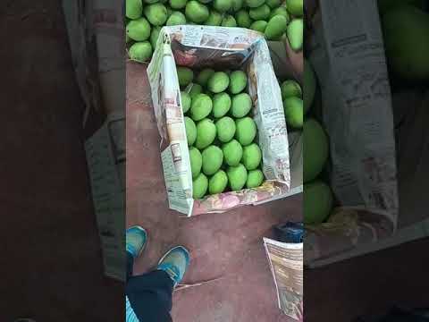 Fresh banganapalli mango