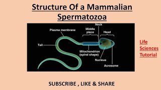 Structure of a Mammalian Sperm  #LifeSciencesTutorial