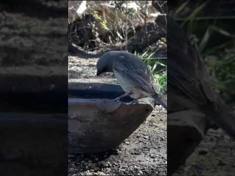 Birdday 151 Naranjeros Jilguero 2708 25