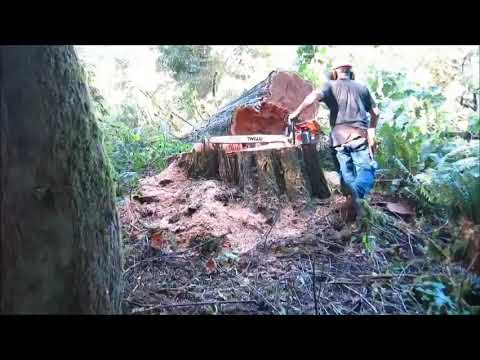 Gỗ Tuyết tùng đỏ bờ Tây (Western Red Cedar)