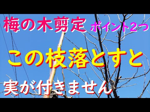 果樹の越冬方法