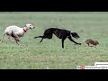 Latest Greyhound Coursing Hare Coursing 2021 Galgos Vs Liebres
