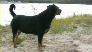 preview picture of video 'Fiwa Rules---NORA beim baden---Rottweiler im wasser'
