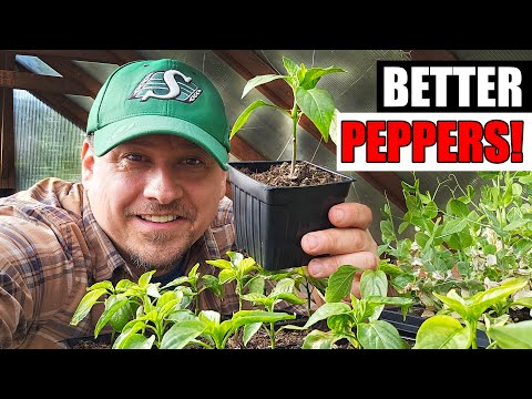 Starting Pepper Seeds Indoors How When and Why Part 1 of 3