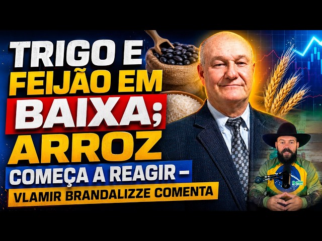 Trigo e feijão em baixa; arroz começa a reagir – Vlamir Brandalizze comenta.