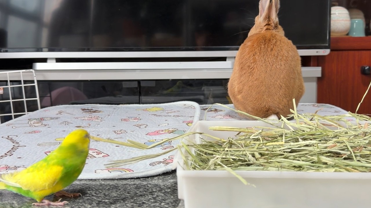 インコ相手に、室内暮らしの厳しさを背中で教え込むウサギ・・・　(No.2157)