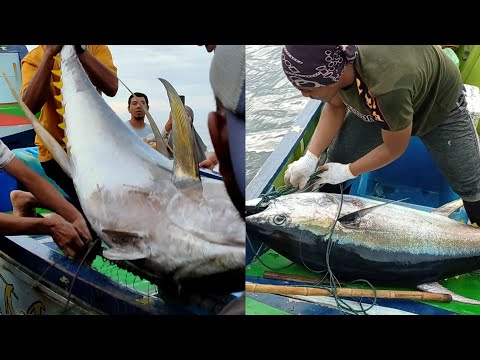 Wow Fishing For Yellowfin Tuna Fish Catching Skills Handline Fishing Video Amazing Fishing