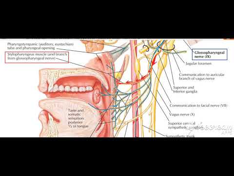 Pharynx palate motor 4