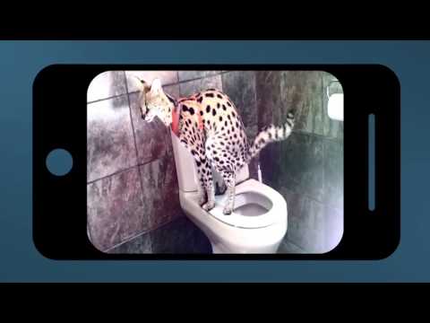 Kwêla: Funnies en Feite & Geite