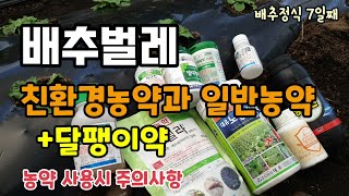 배추무우벌레약 친환경약과 일반농약 달팽이약 농약사용시주의사항 배추청벌레약 진딧물약 배추정식7일째