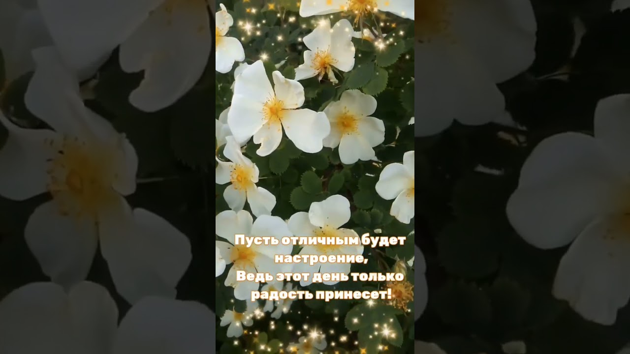 Лапчатка Примроуз Бьюти