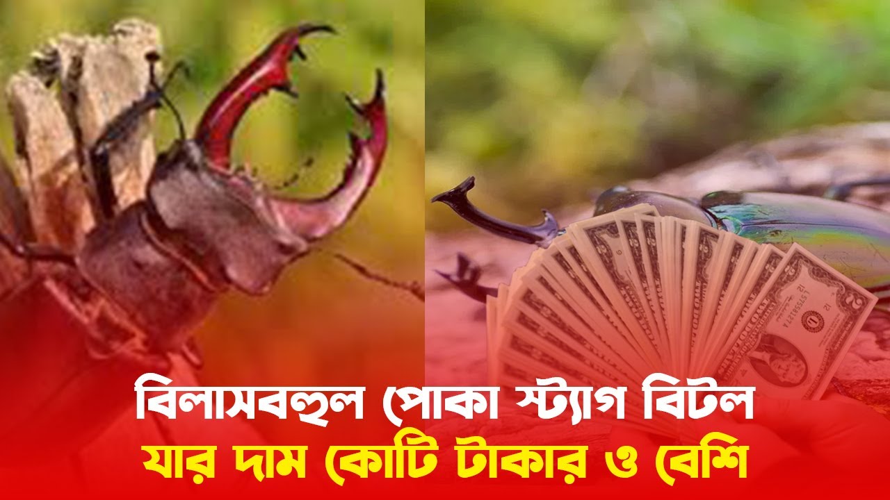 বিলাসবহুল পোকা স্ট্যাগ বিটল যার দাম কোটি টাকার ও বেশি !