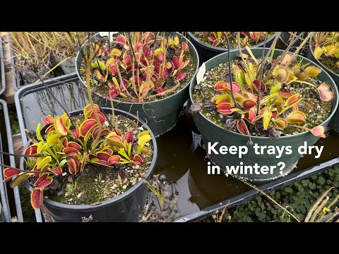 Should Venus Flytrap Trays Be Dry in Winter?