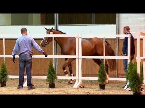 H v Quimaro x Candillo