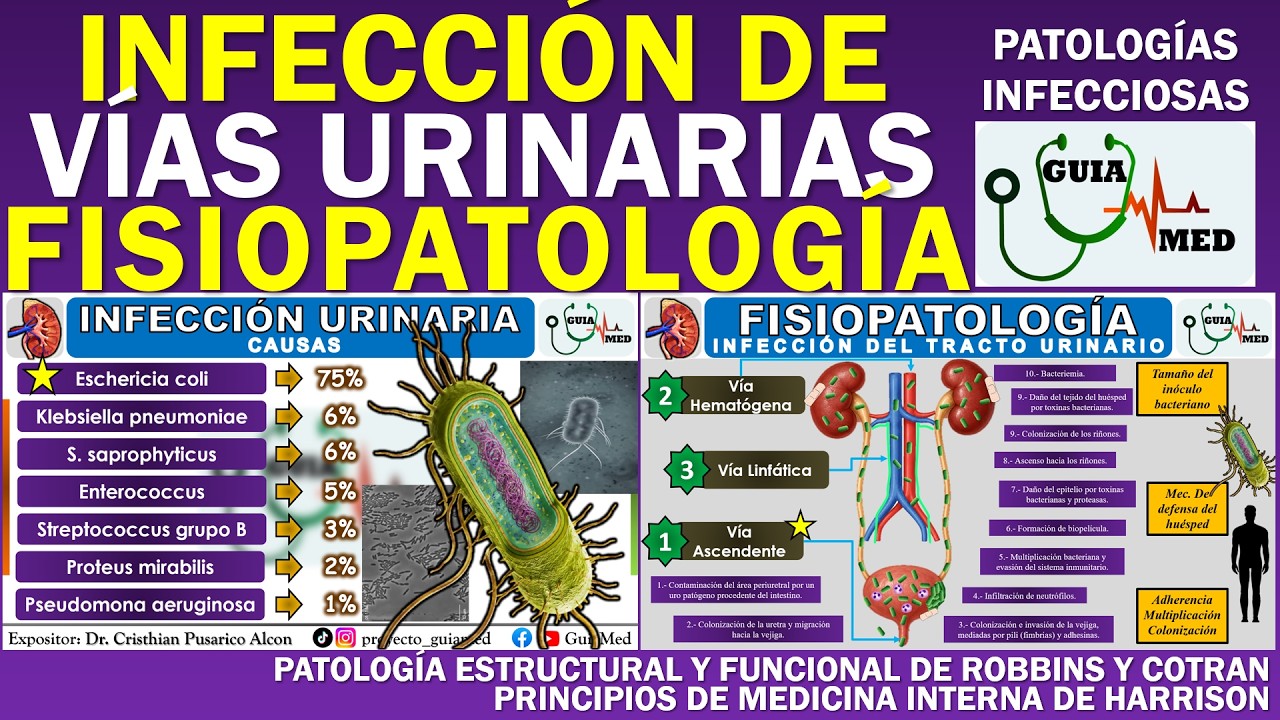 INFECCIÓN DE VÍAS URINARIAS FISIOPATOLOGÍA | GuiaMed