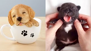 Baby Dogs - Cute and Funny Dog Videos Compilation #59 | Aww Animals