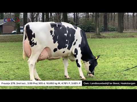 Froukje 279 (video, s. Conan, 2nd calver) owner: Landbouwbedrijf ter Beest, Haaksbergen