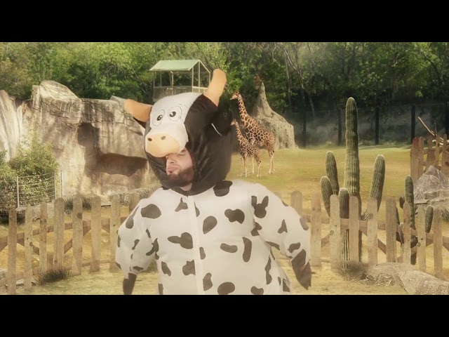 Vídeo relacionado con XAMOFAN Disfraz de vaca de cerdo hinchable, disfraces inflable Cosplay Halloween Roleplay Party Holiday para adulto