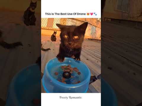 When Drone Delivers Love & Food to Cute Cats🥹❤️‍🩹🛸🐾 #shorts