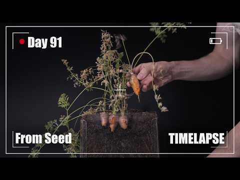 🥕 CARROT Growing from Seed Time Lapse - 90 Days