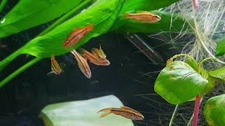New fish.Cherry Barbs.