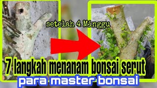 Download lagu cara menanam bonsai serut tanpa akar para master bonsai || cara menanam bonsai serut dongkelan mp3