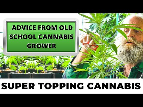 Super Topping Cannabis to Improve Yields | Advice From Old School Cannabis Grower | Episode 5