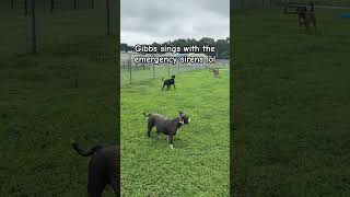 Video preview image #1 Labrador Retriever Puppy For Sale in Virginia Beach, VA, USA