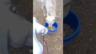 The pony is happy✅️