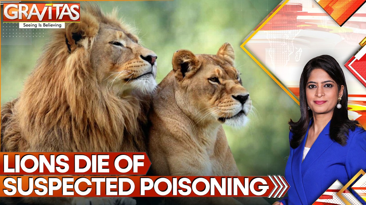 10 Lions Found Dead At UNESCO Ngorongoro Conservation Area | Gravitas