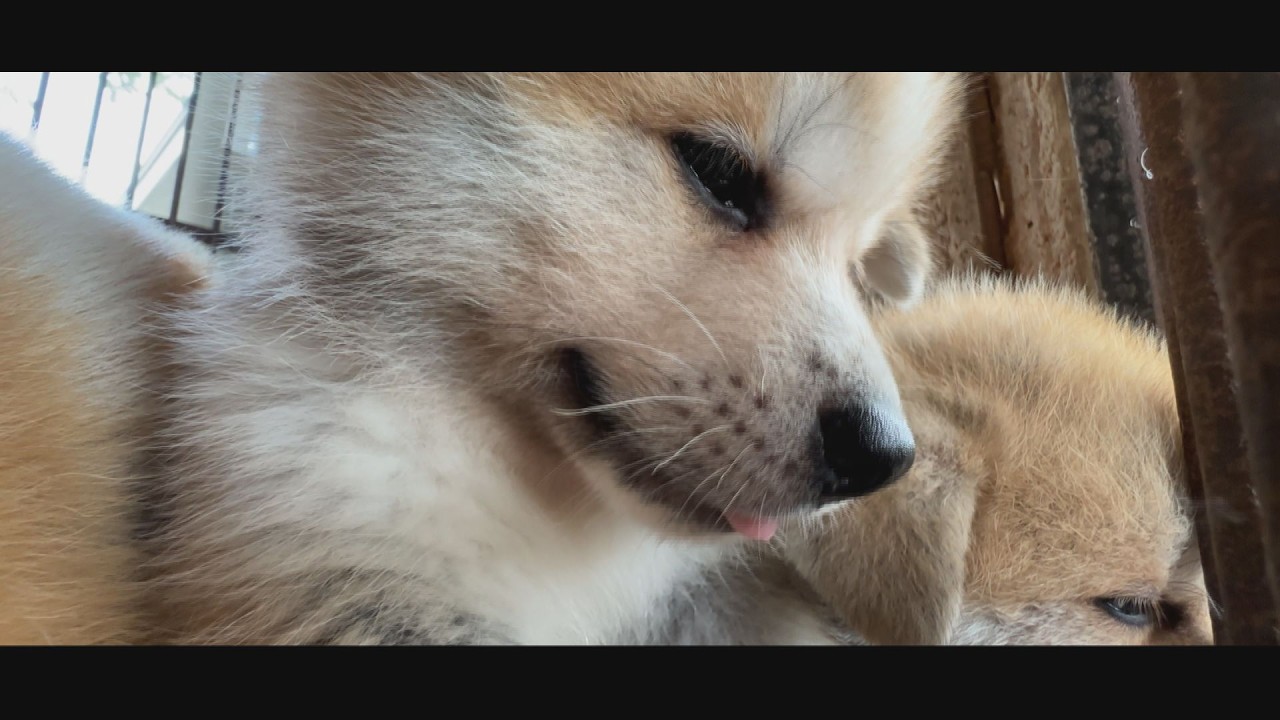 じいちゃんの秋田犬【大家族編】#44　眠気