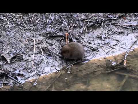 Water voles 090315