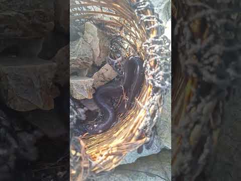 que especie es?#fishing #casting #atacama #atacamadesert #pesca #huasco #corvina #lenguado #pescador