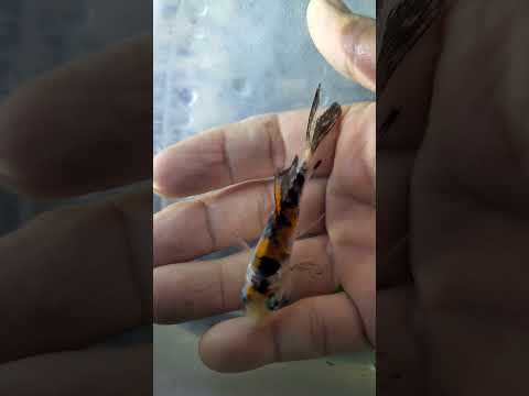 another long fin showa koi