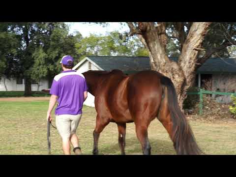 Lot 130 - Champagne Boom