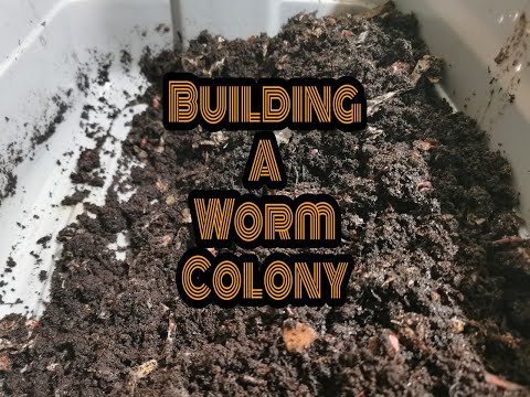 Building a Worm 🐛 Colony - Episode #7