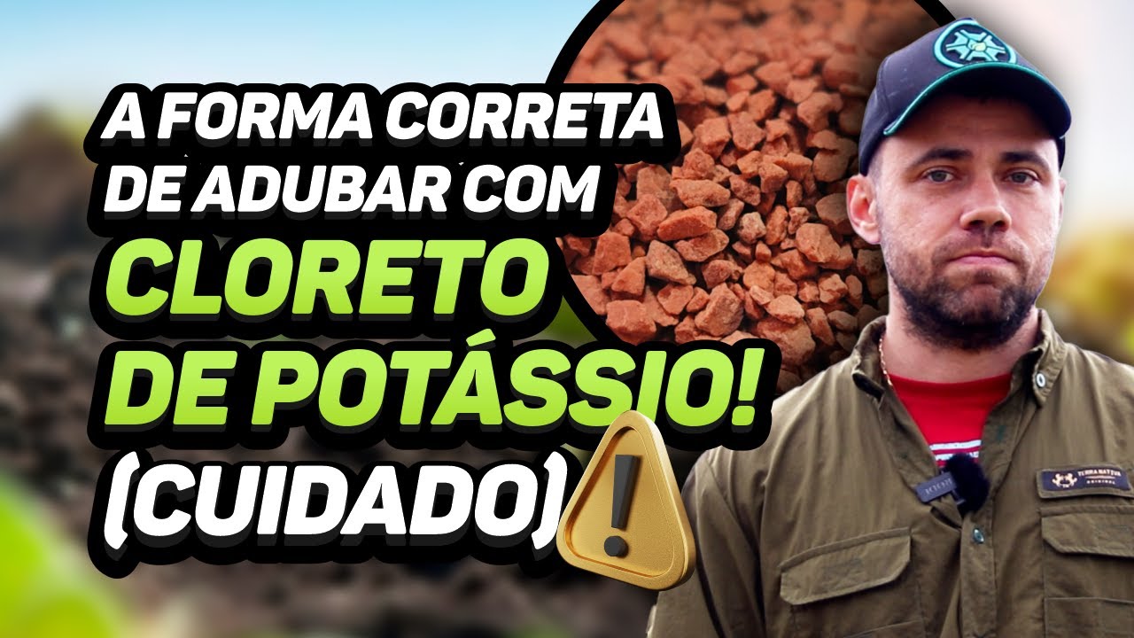 A FORMA CORRETA DE ADUBAR COM CLORETO DE POTÁSSIO!