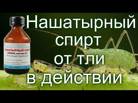 ⁉️Нашатырный спирт от тли, в действии‼️