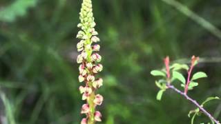 LES OCHIDEES DE LA PELOUSE CALCAIRE 2 PHOTOS LUCIEN RENAUD MUSIQUE LA MARCHE TURQUE WA MOZART