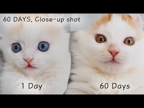 From Blue to Yellow│Cat's Eye Color Change, 60 Days