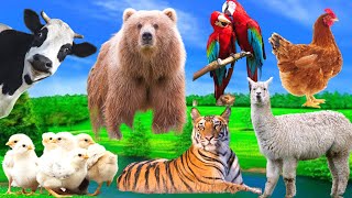 Download Lagu Daily activities of animals: tiger, elephant, pig, chicken, animals moments Thumbnail