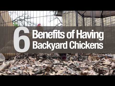 , title : 'Greensters - 6 Benefits of Having Backyard Chickens'
