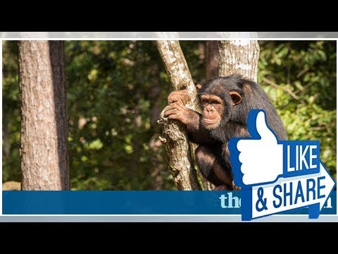 download lagu mp3 mp4 Sue Perkins And The Chimp Sanctuary, download lagu Sue Perkins And The Chimp Sanctuary gratis, unduh video klip Sue Perkins And The Chimp Sanctuary
