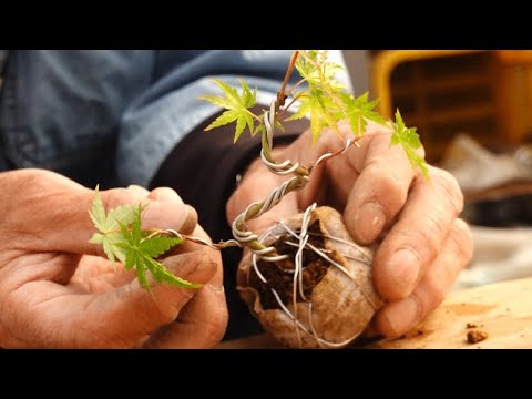 園芸 斑入りの紅葉