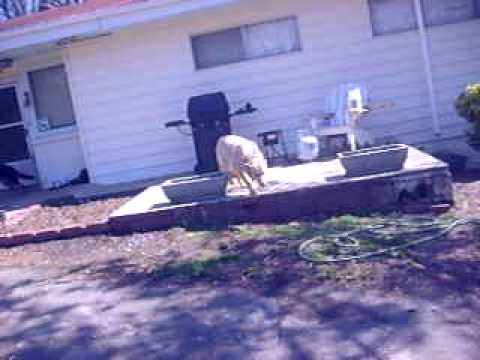 Death Note Cosplay-- Taking the Dogs Outside (Part 2)